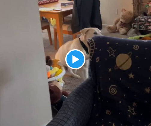 A sweet dog gets a forever home and then he gets a surprise visit from ...